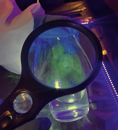 Hands-on forensic evidence activity
